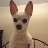 Entry image for Lola