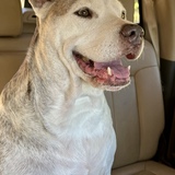 Entry image for Betsy 