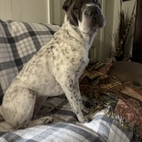 Entry image for Molly