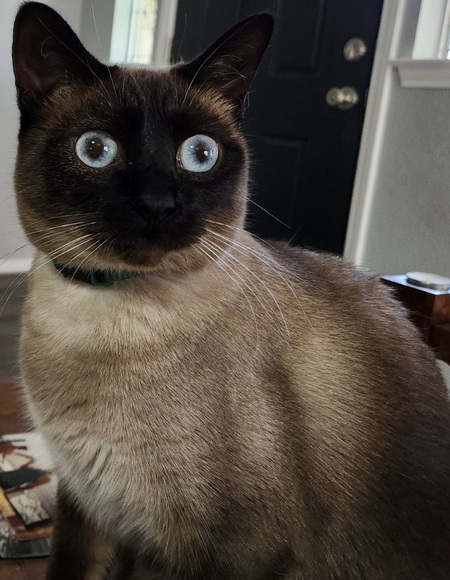 Entry image for Ladybird aka Birdie. Clicking this image will show a larger photo