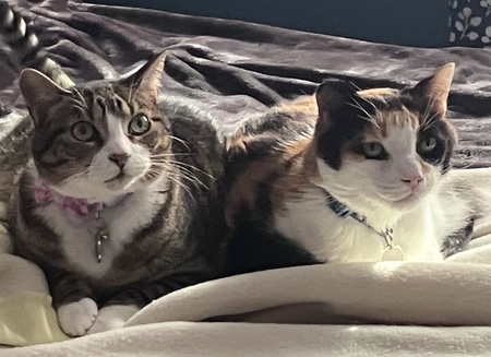 Entry image for Mischief and Bandit. Clicking this image will show a larger photo