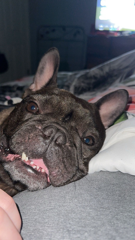 Entry image for Milo. Clicking this image will show a larger photo