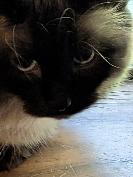 Entry image for Fluff . Clicking this image will show a larger photo