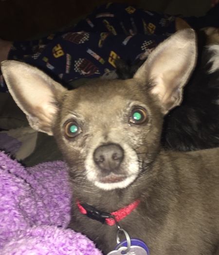 Entry image for Coco. Clicking this image will show a larger photo