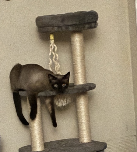 Entry image for Katniss. Clicking this image will show a larger photo