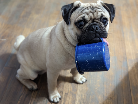 Entry image for Otis. Clicking this image will show a larger photo