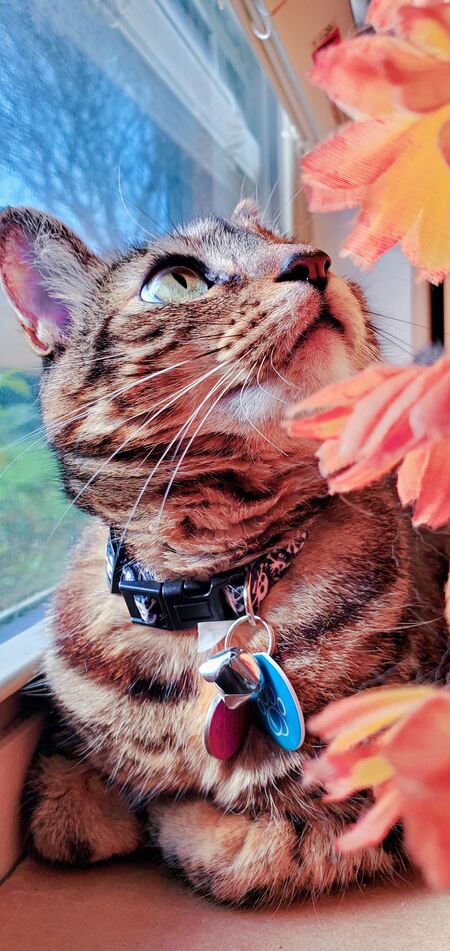 Entry image for Chance. Clicking this image will show a larger photo