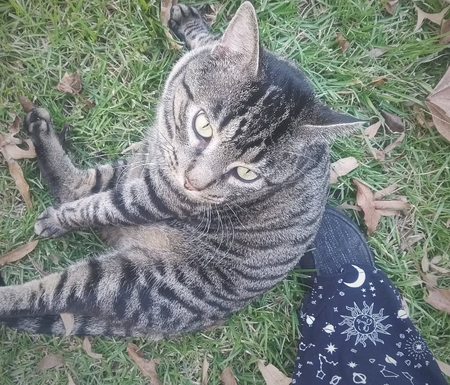 Entry image for Chibs . Clicking this image will show a larger photo