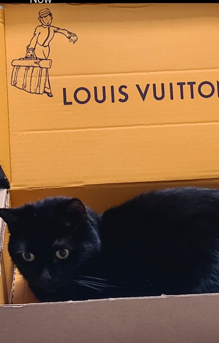 Entry image for Sookie. Clicking this image will show a larger photo