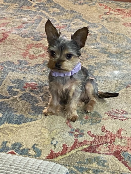 Entry image for Millie . Clicking this image will show a larger photo