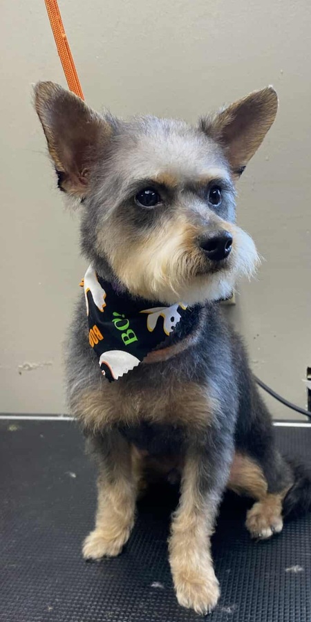 Entry image for Bodee. Clicking this image will show a larger photo