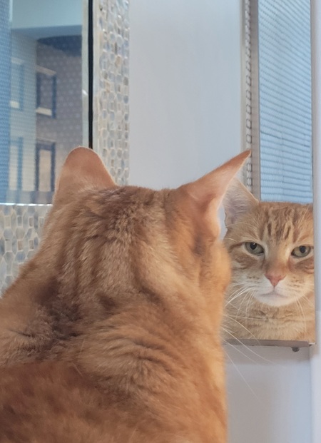 Entry image for Sonny. Clicking this image will show a larger photo