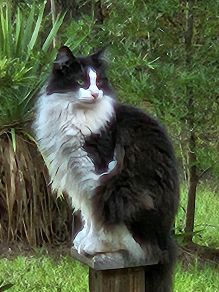 Entry image for Smokey. Clicking this image will show a larger photo