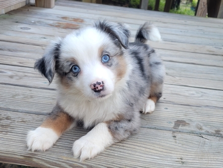 Entry image for Tator Tot. Clicking this image will show a larger photo