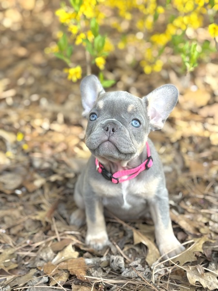 Entry image for Buttercup. Clicking this image will show a larger photo