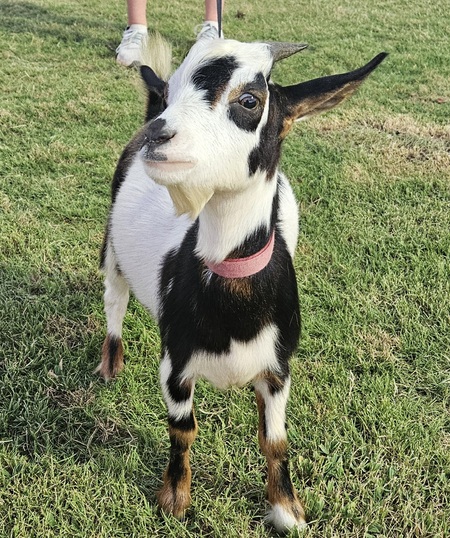 Entry image for Beju. Clicking this image will show a larger photo