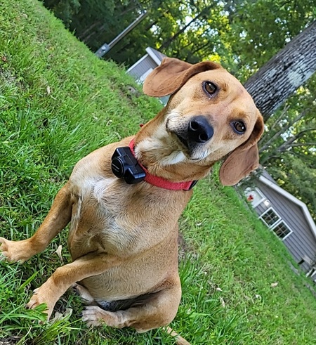 Entry image for Phoebe. Clicking this image will show a larger photo