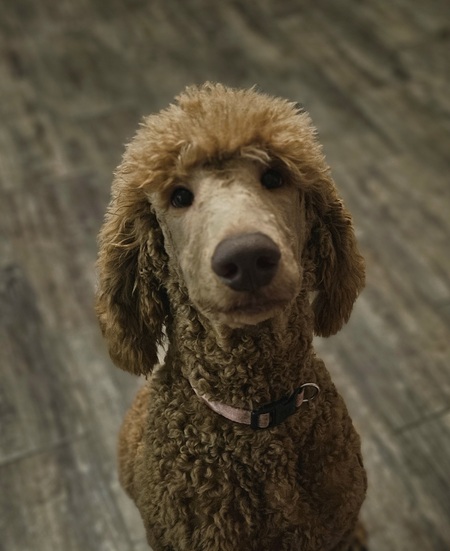 Entry image for Pepper. Clicking this image will show a larger photo