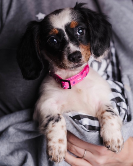 Entry image for Molly. Clicking this image will show a larger photo