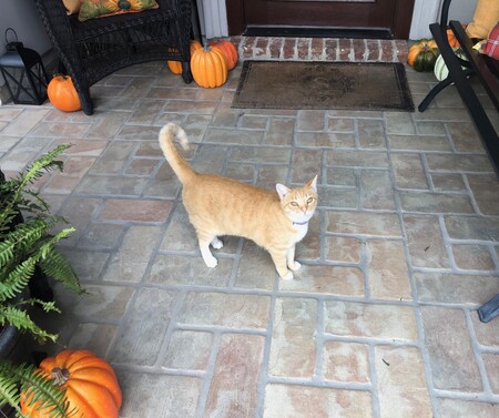 Entry image for Sunny Jean. Clicking this image will show a larger photo