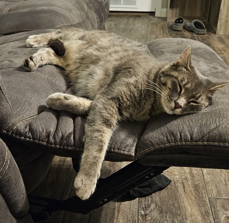 Entry image for Luna. Clicking this image will show a larger photo