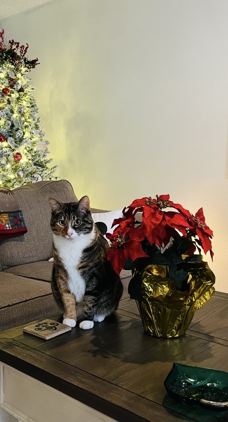 Entry image for Sophie. Clicking this image will show a larger photo