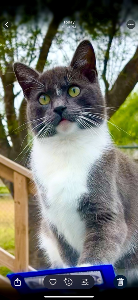 Entry image for Tommy. Clicking this image will show a larger photo