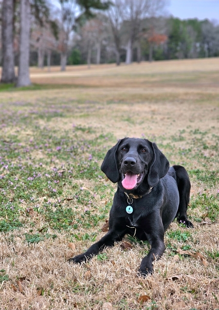 Entry image for Elvis Winget. Clicking this image will show a larger photo