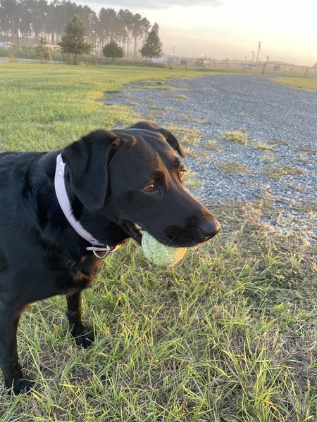 Entry image for Daisy Mae. Clicking this image will show a larger photo