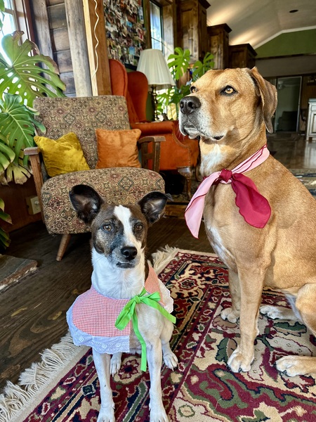 Entry image for BB & Cheeka. Clicking this image will show a larger photo