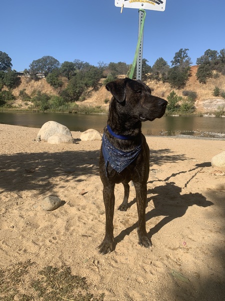 Entry image for Chevy. Clicking this image will show a larger photo