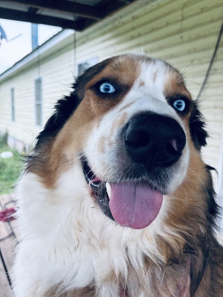 Entry image for Blu Boy. Clicking this image will show a larger photo