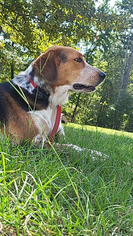 Entry image for Freckles. Clicking this image will show a larger photo