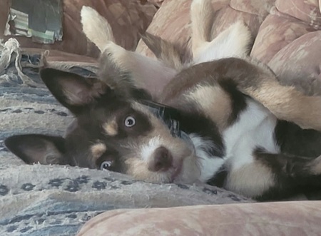 Entry image for Daisy Mae. Clicking this image will show a larger photo