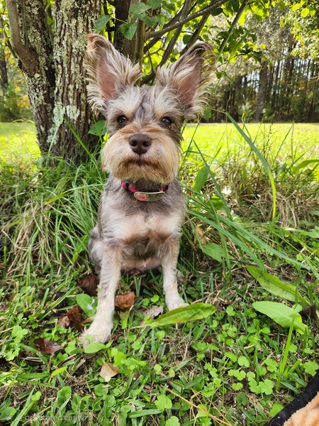 Entry image for Fancy. Clicking this image will show a larger photo