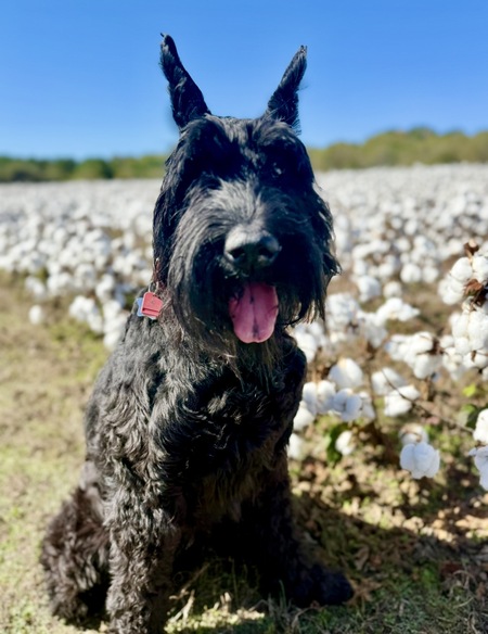 Entry image for DJANGO. Clicking this image will show a larger photo