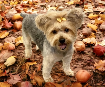 Entry image for DIXIE BELLE. Clicking this image will show a larger photo