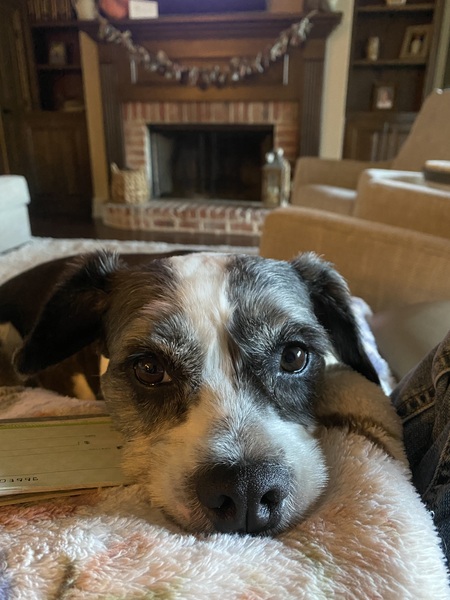 Entry image for Maggie . Clicking this image will show a larger photo