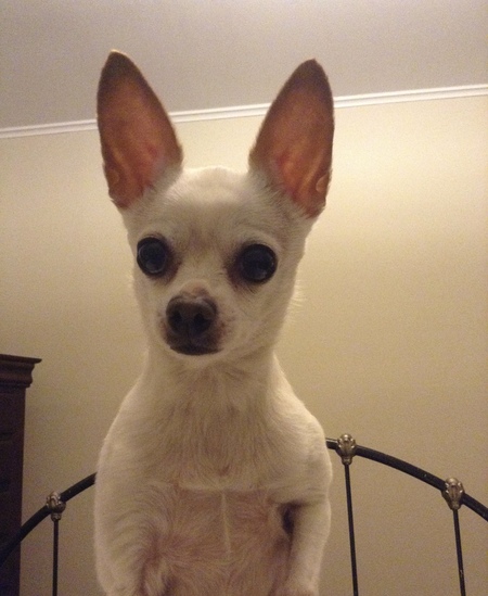 Entry image for Lola. Clicking this image will show a larger photo