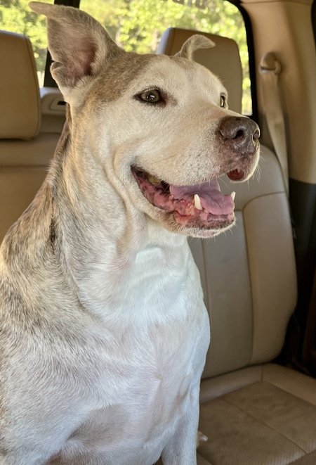 Entry image for Betsy . Clicking this image will show a larger photo