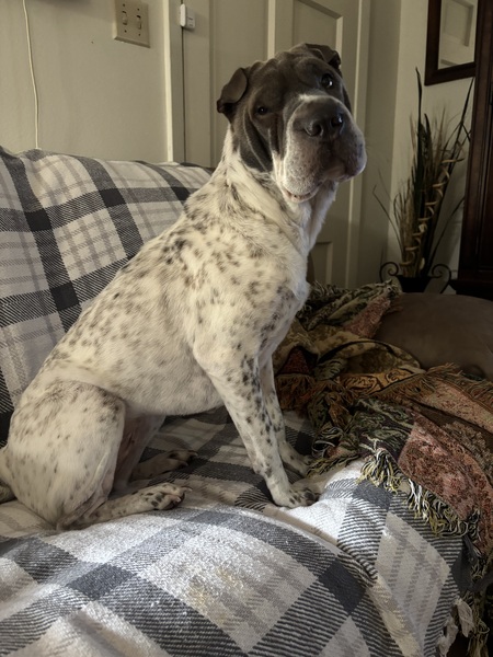 Entry image for Molly. Clicking this image will show a larger photo