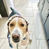 Entry image for Roscoe
