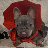 Entry image for Chico