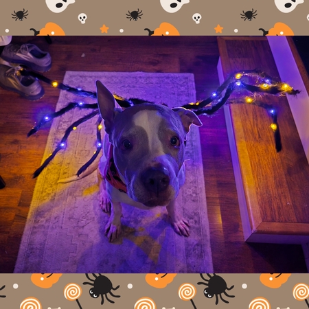 Entry image for Blue. Clicking this image will show a larger photo