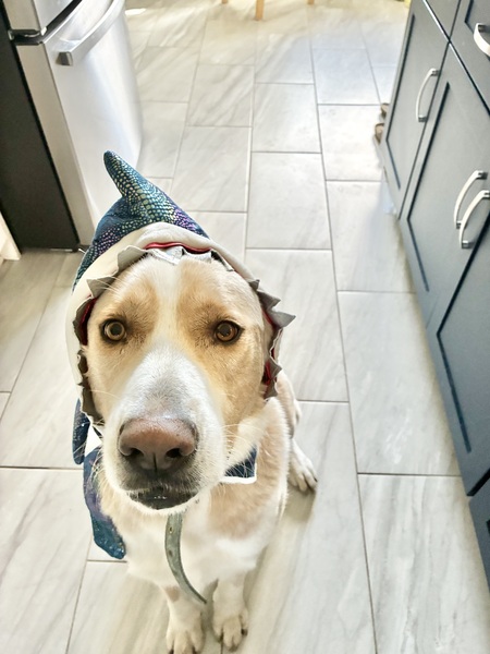 Entry image for Roscoe. Clicking this image will show a larger photo