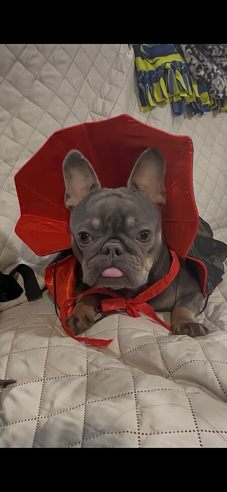 Entry image for Chico. Clicking this image will show a larger photo