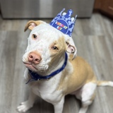 Entry image for Bones