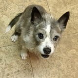 Entry image for Cricket