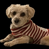 Entry image for Piper