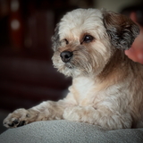 Entry image for Enzo